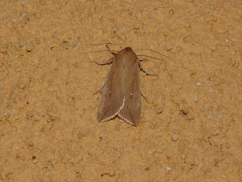 Mythimna unipuncta